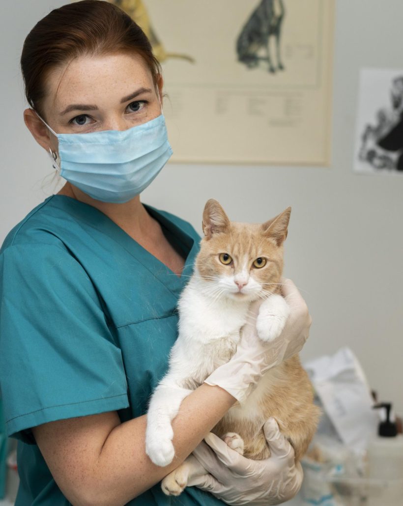 close-up-veterinarian-taking-care-cat