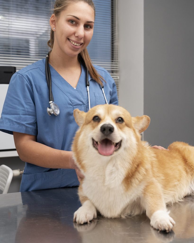 Veterinária cuidando de cão